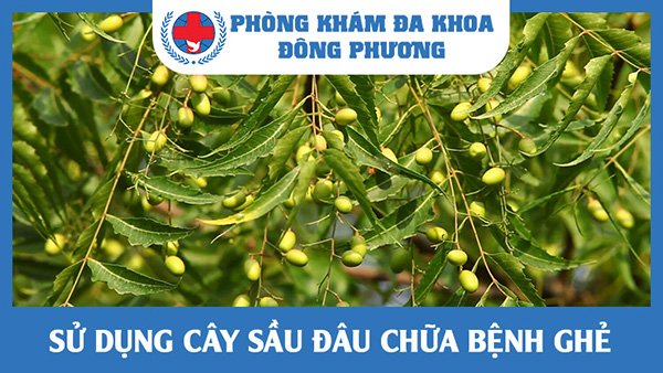 Chữa bệnh ghẻ bằng cây sầu đâu