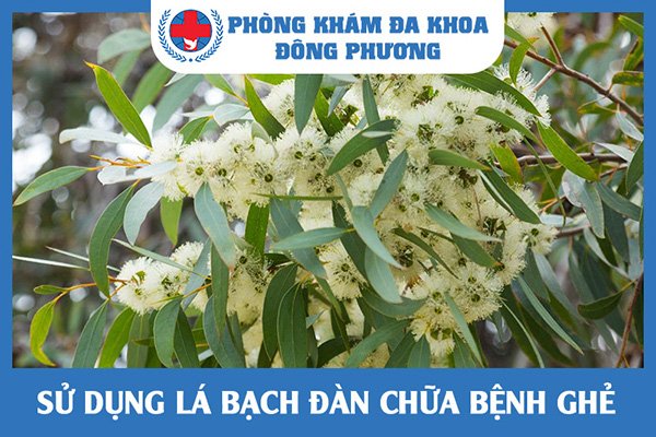 Trị ghẻ ngứa bằng lá bạch đàn