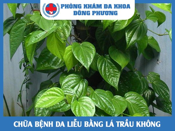 chữa bệnh da liễu bằng lá trầu không