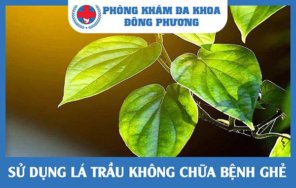 Chữa bệnh bằng lá trầu không