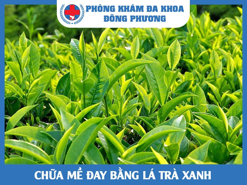 Chữa mề đay bằng lá trà xanh