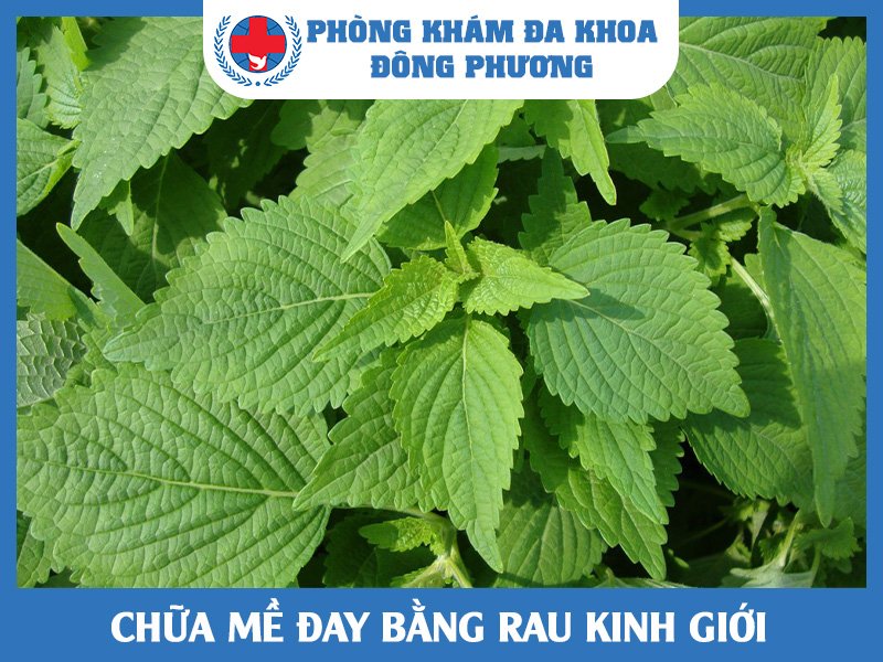 Chữa mề đay bằng rau kinh giới