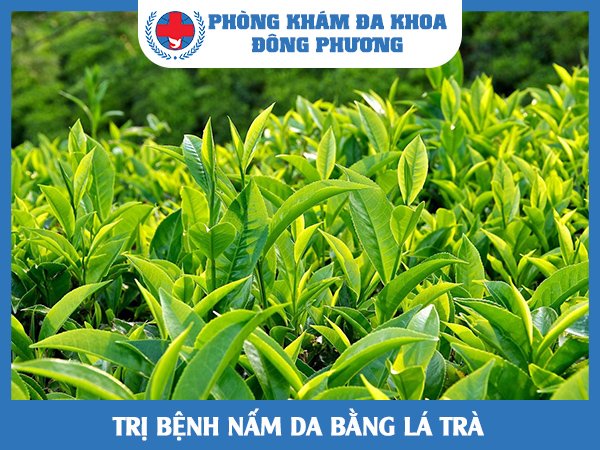 trị bệnh nấm da bằng lá trà