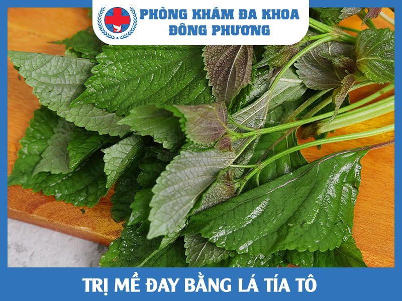 Trị mề đay bằng lá tía tô