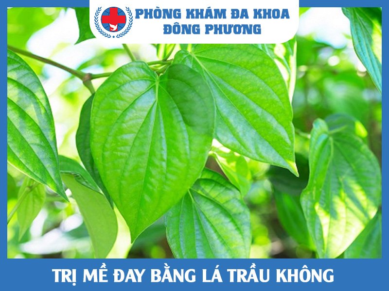 Trị mề đay bằng lá trầu không