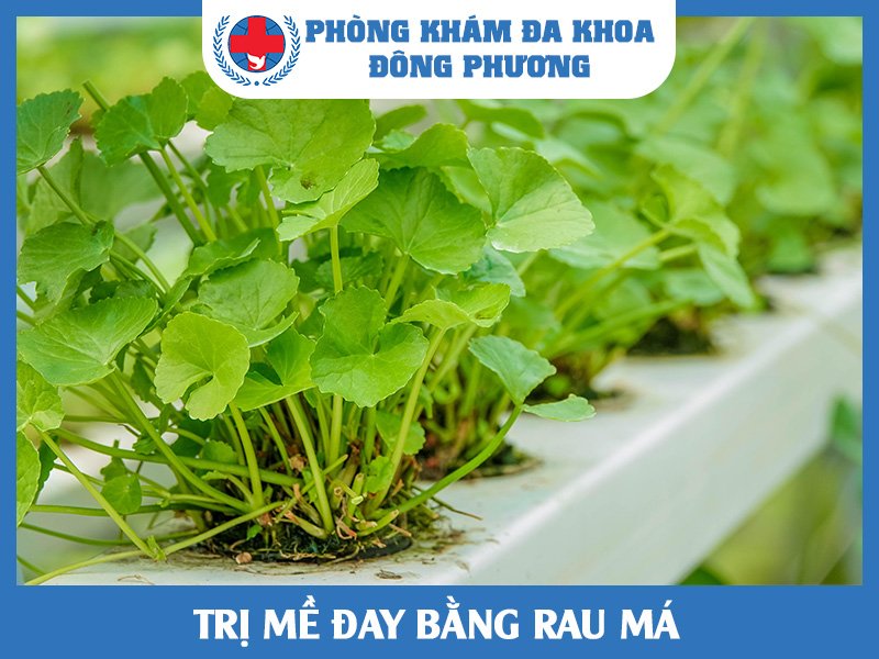 Trị mề đay bằng rau má